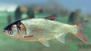 秋天釣鰱魚用什么餌料？秋天釣鰱魚用什么味餌？