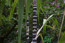 吃甘蔗嘴巴長泡怎么回事？吃甘蔗為什么會嘴巴起泡？