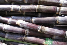 吃甘蔗嘴巴長泡怎么回事？吃甘蔗為什么會嘴巴起泡？