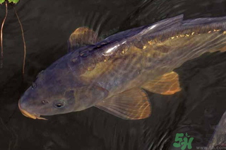 野生鯉魚怎么釣？野生鯉魚用什么釣最好？