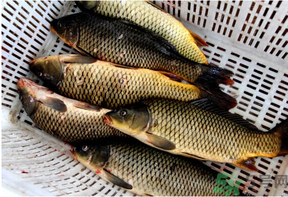 野生鯉魚怎么釣？野生鯉魚用什么釣最好？