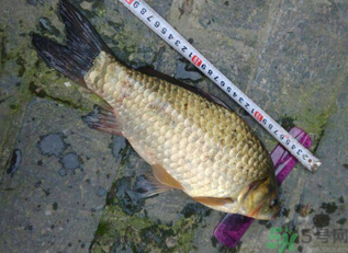 野生鯽魚(yú)多少錢(qián)一斤？野生鯽魚(yú)怎么區(qū)分？