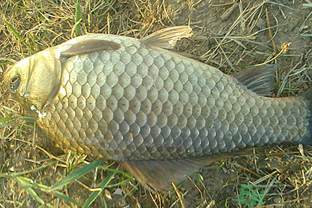 野生鯽魚(yú)多少錢(qián)一斤？野生鯽魚(yú)怎么區(qū)分？