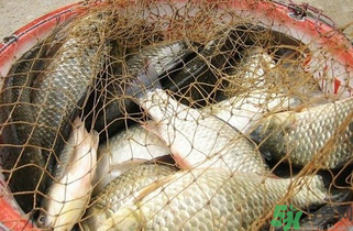 野生鯽魚怎么做好吃？野生鯽魚的做法