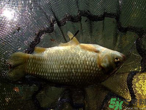 野生鯽魚怎么做好吃？野生鯽魚的做法