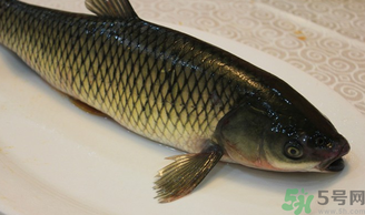 秋天怎么釣草魚？秋天草魚好釣嗎？