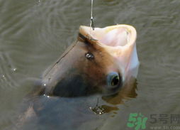 秋天可以釣鰱鳙嗎？秋天釣鰱鳙技巧