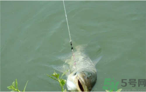 秋天可以釣鰱鳙嗎？秋天釣鰱鳙技巧