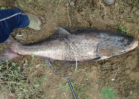 秋天釣鰱鳙用什么餌料？秋季釣鰱鳙的餌料