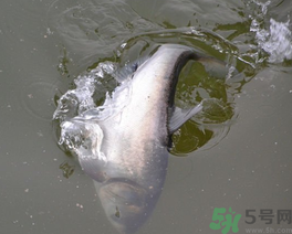 秋天釣鰱鳙用什么餌料？秋季釣鰱鳙的餌料
