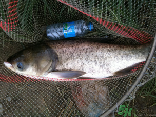 秋天釣鰱鳙用什么餌料？秋季釣鰱鳙的餌料