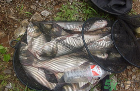 十月份怎么釣鰱鳙？十月份釣鰱鳙嗎？