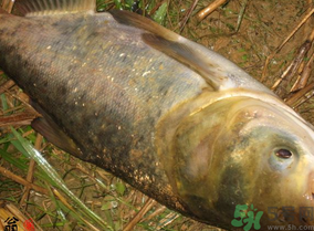 十月份怎么釣鰱鳙？十月份釣鰱鳙嗎？