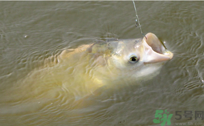 十月份怎么釣鰱鳙？十月份釣鰱鳙嗎？