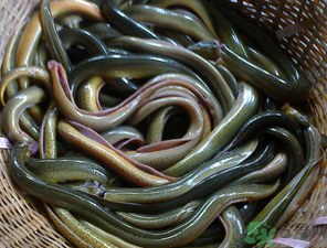 十月份可以釣黃鱔嗎？黃鱔可以釣到幾月份？