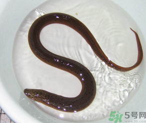 十月份可以釣黃鱔嗎？黃鱔可以釣到幾月份？