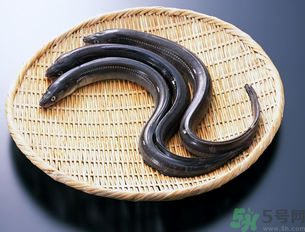 十月份可以釣黃鱔嗎？黃鱔可以釣到幾月份？