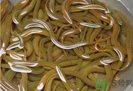 黃鱔可以放冰箱嗎？黃鱔能冷凍嗎？