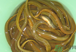 黃鱔可以放冰箱嗎？黃鱔能冷凍嗎？