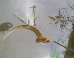 黃鱔可以放冰箱嗎？黃鱔能冷凍嗎？