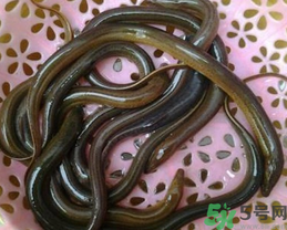 活黃鱔如何保存？活鱔魚怎么保存？