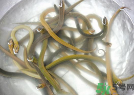 活黃鱔如何保存？活鱔魚怎么保存？