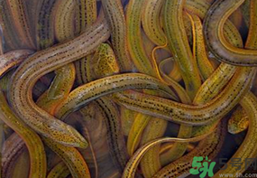 活黃鱔如何保存？活鱔魚怎么保存？