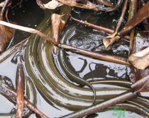 活黃鱔可以放冰箱嗎？活黃鱔能放冰箱嗎？