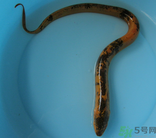 活黃鱔可以放冰箱嗎？活黃鱔能放冰箱嗎？