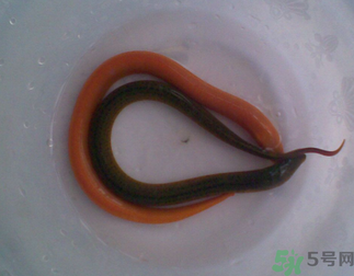 活黃鱔可以放冰箱嗎？活黃鱔能放冰箱嗎？