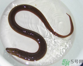 死黃鱔能吃嗎？黃鱔死了還能吃嗎？