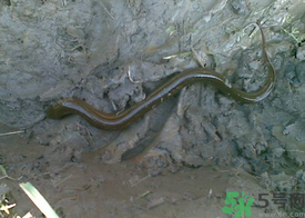 野生黃鱔多少錢一斤？野生黃鱔怎么辨別？