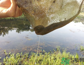 野生黃鱔多少錢一斤？野生黃鱔怎么辨別？