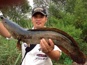 十月份黑魚(yú)好釣嗎？十月份怎么釣黑魚(yú)？