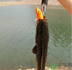 十月份黑魚(yú)好釣嗎？十月份怎么釣黑魚(yú)？