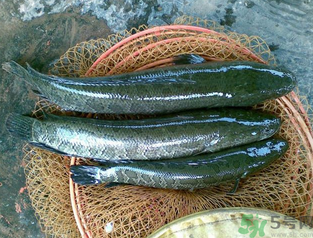 秋天可以釣黑魚(yú)嗎？秋天黑魚(yú)在什么地方？