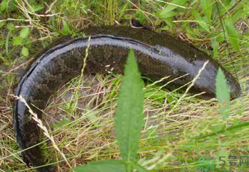 秋天可以釣黑魚(yú)嗎？秋天黑魚(yú)在什么地方？