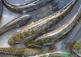 秋天可以釣黑魚(yú)嗎？秋天黑魚(yú)在什么地方？