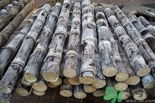 如何挑選甘蔗？?辨別甘蔗好壞的方法