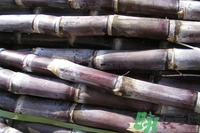 如何挑選甘蔗？?辨別甘蔗好壞的方法