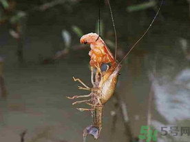 秋天可以釣龍蝦嗎？幾月份可以釣龍蝦？