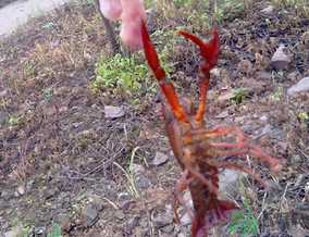 秋天可以釣龍蝦嗎？幾月份可以釣龍蝦？