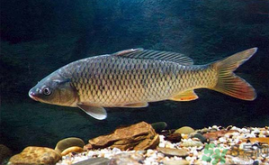 十月份釣青魚好釣嗎？釣青魚什么時(shí)間最好？