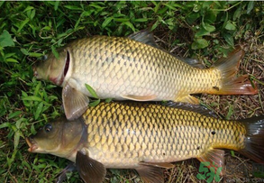 水庫釣魚用什么餌料？水庫釣魚用什么商品餌？