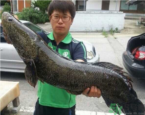 秋季釣黑魚用什么魚餌？秋天釣黑魚用什么餌？