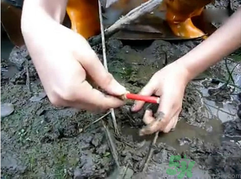 秋季可以釣黃鱔嗎？黃鱔怎么釣？