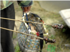 秋季可以釣黃鱔嗎？黃鱔怎么釣？