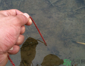 秋季可以釣黃鱔嗎？黃鱔怎么釣？