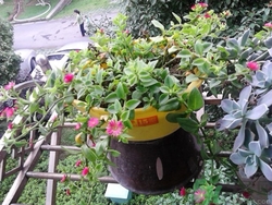 10月份可以種什么花?10月份種花好嗎 10月份可以種什么花?10月份種花好嗎