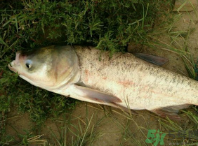 白鰱多少錢一斤？白鰱為什么便宜？